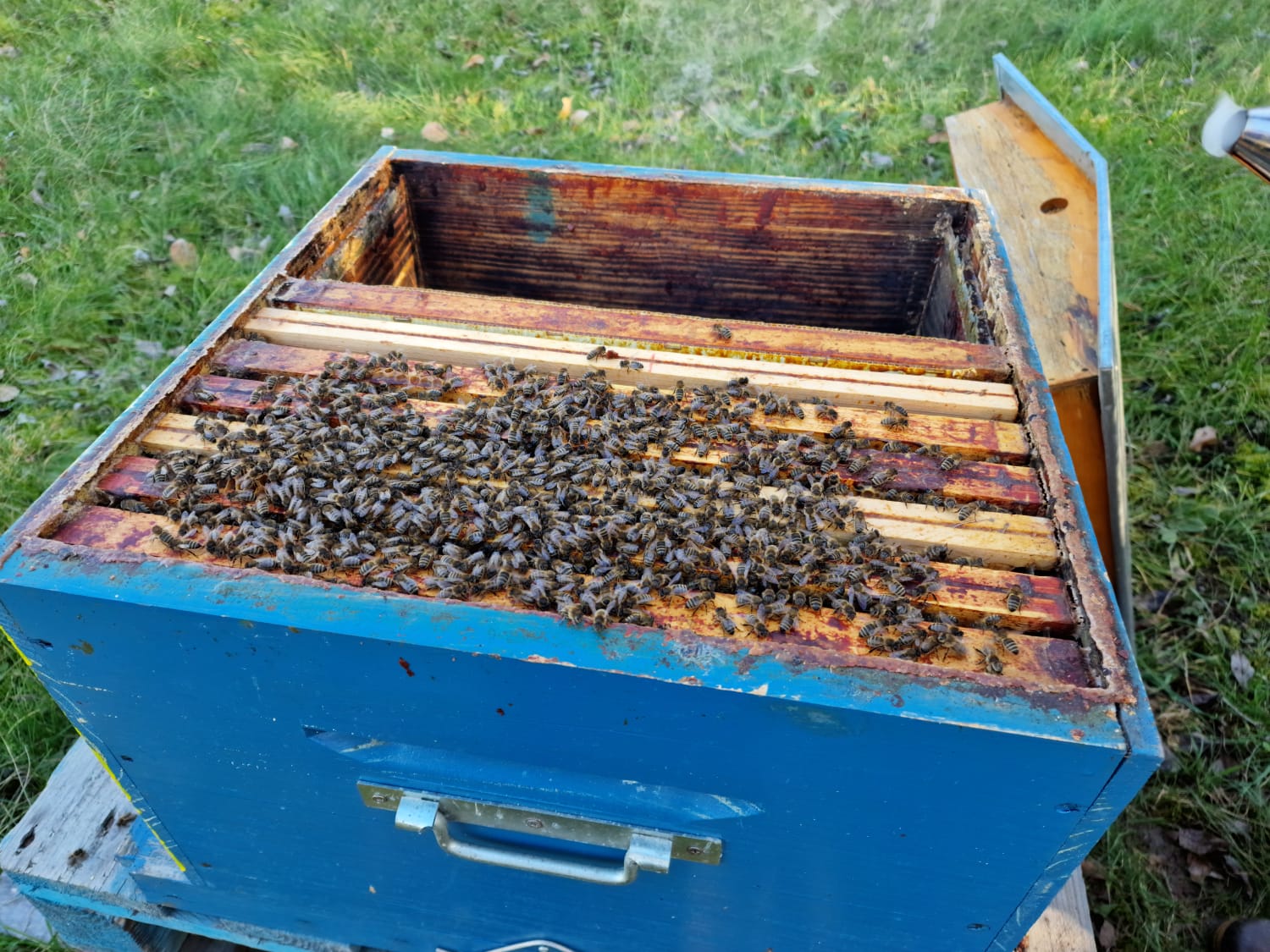 Rucher proche d’une châtaigneraie