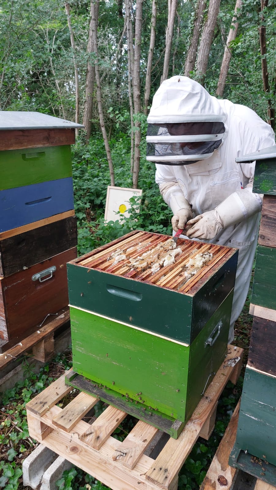 Rucher proche d’une châtaigneraie