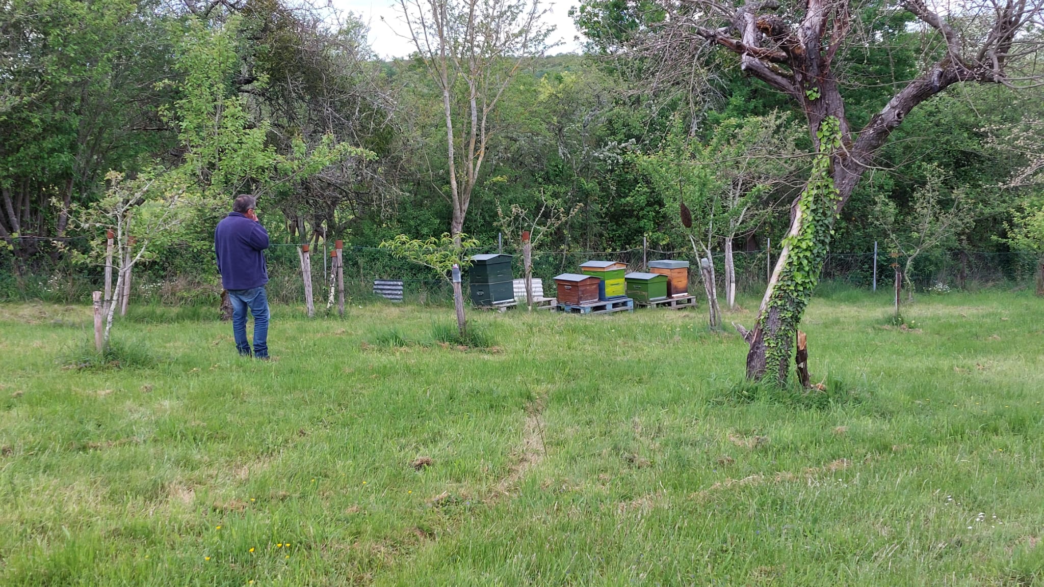 Châtaigneraies et champs de tournesol