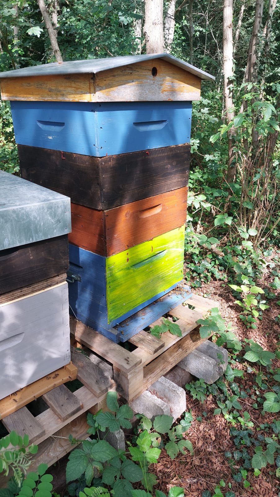 Rucher proche d’une châtaigneraie